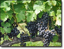 Cabernet Franc