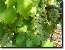 Viognier