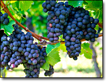 Petit Verdot