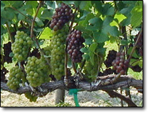 Pinot Grigio